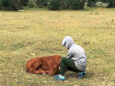 OČEVID ŠTETA OD VUKA U GOLUBIĆU - Šestogodišnji dječak prepoznao ugrize vuka na vratu usmrćenih koza!