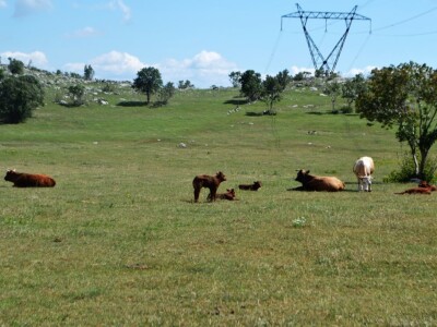 OČEVID ŠTETA OD VUKA U GOLUBIĆU - Šestogodišnji dječak prepoznao ugrize vuka na vratu usmrćenih koza!