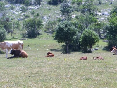 OČEVID ŠTETA OD VUKA U GOLUBIĆU - Šestogodišnji dječak prepoznao ugrize vuka na vratu usmrćenih koza!
