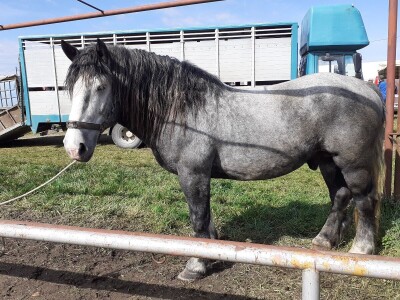 Ocijenjivanje pastuha - Popovača