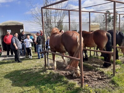 Ocijenjivanje pastuha - Popovača