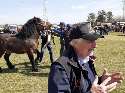 Ocijenjivanje pastuha - Popovača