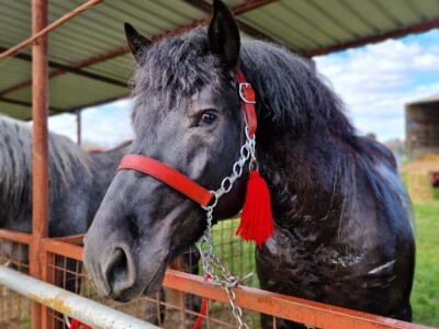 Ocijenjivanje pastuha - Popovača