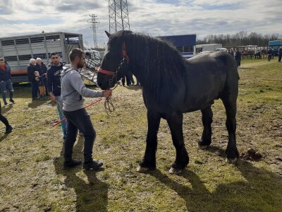 Ocijenjivanje pastuha - Popovača