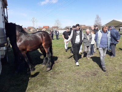 Ocijenjivanje pastuha - Popovača