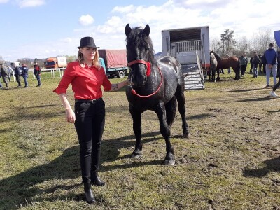 Ocijenjivanje pastuha - Popovača