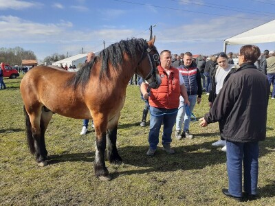 Ocijenjivanje pastuha - Popovača