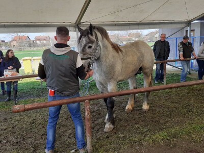 Ocijenjivanje pastuha - Popovača