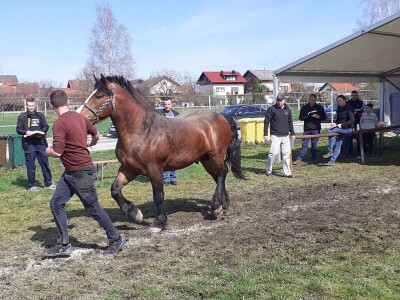 Ocijenjivanje pastuha - Popovača