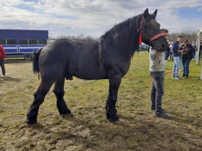 Ocijenjivanje pastuha - Popovača