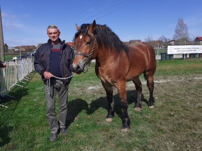 Ocijenjivanje pastuha - Popovača