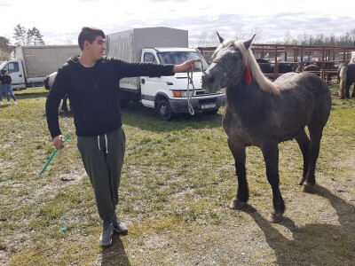 Ocijenjivanje pastuha - Popovača