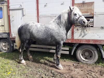 Ocijenjivanje pastuha - Popovača