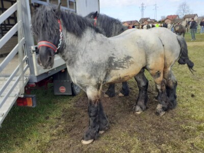 Ocijenjivanje pastuha - Popovača