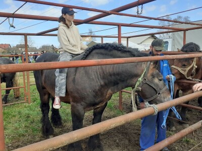 Ocijenjivanje pastuha - Popovača