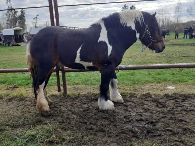 Ocijenjivanje pastuha - Popovača