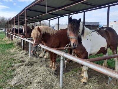 Ocijenjivanje pastuha - Popovača