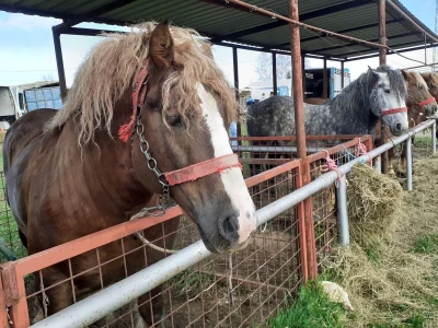 Ocijenjivanje pastuha - Popovača