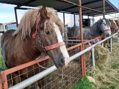 Ocijenjivanje pastuha - Popovača