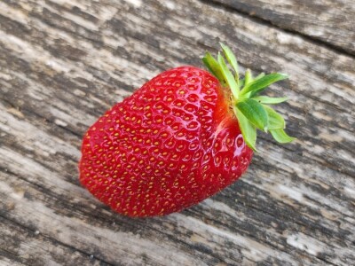 Ocjenjivanje jagoda 2022. Ocjenjivanje jagoda 2022.