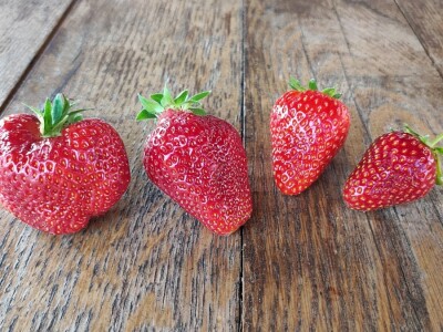 Ocjenjivanje jagoda 2022. Ocjenjivanje jagoda 2022.