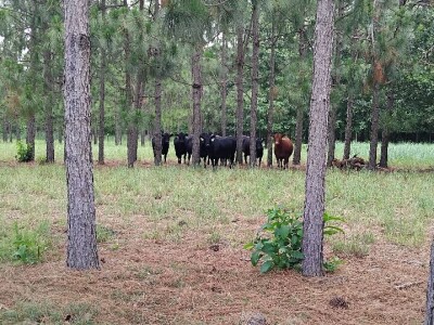 Očuvanje zemljišta u Sjevernoj Karolini Očuvanje zemljišta u Sjevernoj Karolini