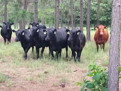 Očuvanje zemljišta u Sjevernoj Karolini Očuvanje zemljišta u Sjevernoj Karolini