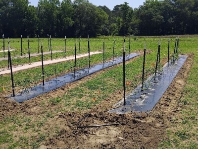 Očuvanje zemljišta u Sjevernoj Karolini Očuvanje zemljišta u Sjevernoj Karolini