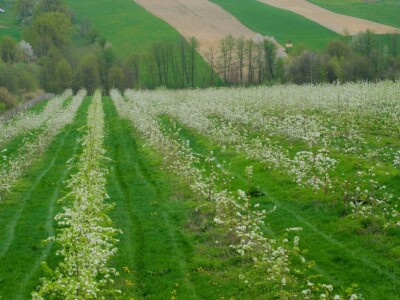 Od hobi voćnjaka do proizvodnje zdravih sokova i kraft piva: Kako je porodica Vrhovac ispunila svoj san