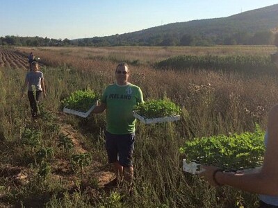 Od uzgojenog kupusa u Mućkom polju mladi stručnjaci proizvode grickalice