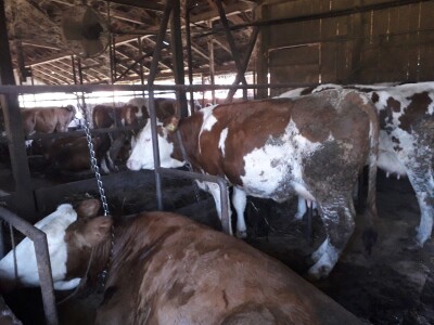 Od jedne do 550 litara mlijeka Od jedne do 550 litara mlijeka