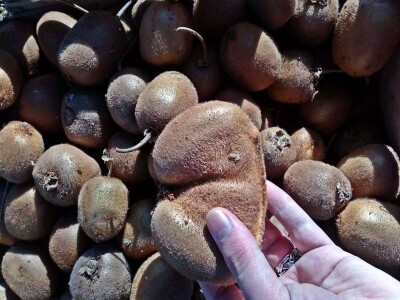 Od kumkvata do kivija - južne kulture na jugu Hercegovine