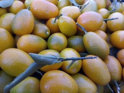 Od kumkvata do kivija - južne kulture na jugu Hercegovine