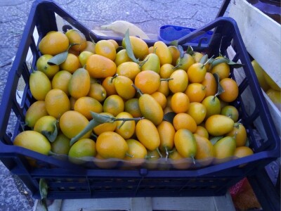 Od kumkvata do kivija - južne kulture na jugu Hercegovine