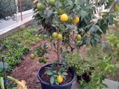 Od kumkvata do kivija - južne kulture na jugu Hercegovine