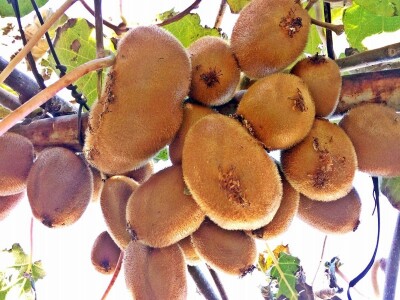 Od kumkvata do kivija - južne kulture na jugu Hercegovine