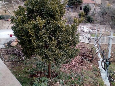 Od kumkvata do kivija - južne kulture na jugu Hercegovine