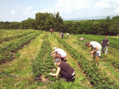 Od malog voćnjaka do velikog biznisa Od malog voćnjaka do velikog biznisa