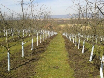 Od malog voćnjaka do velikog biznisa Od malog voćnjaka do velikog biznisa