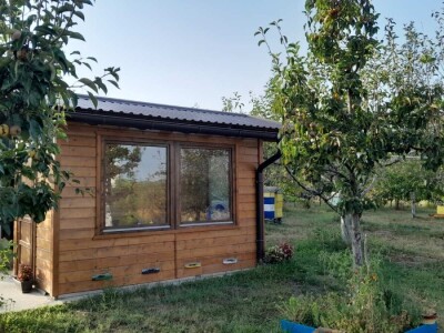 Od meda do terapije: Pčele donose i san i zdravlje