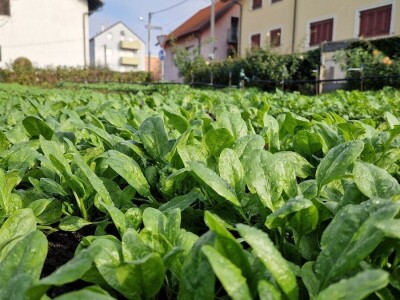 Od nesuđenog psihologa do urbanog poljoprivrednika