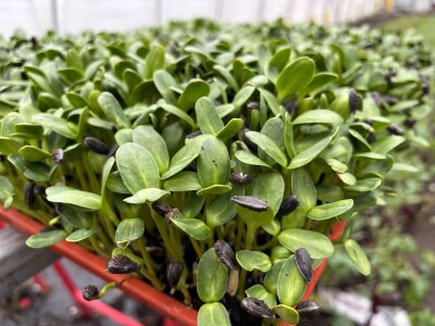 Od nesuđenog psihologa do urbanog poljoprivrednika