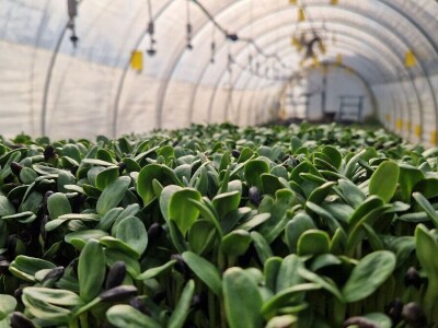 Od nesuđenog psihologa do urbanog poljoprivrednika