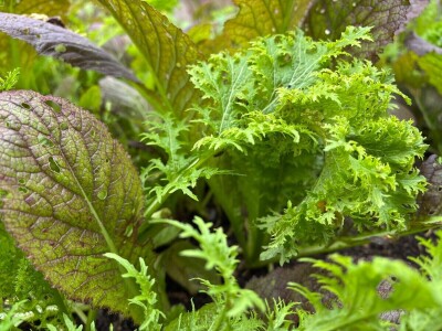 Od nesuđenog psihologa do urbanog poljoprivrednika