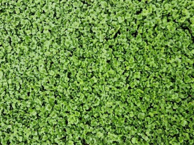 Od nesuđenog psihologa do urbanog poljoprivrednika