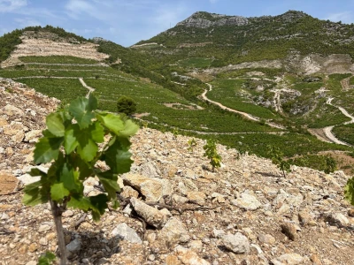 Od rijetkih berbi do premium vina