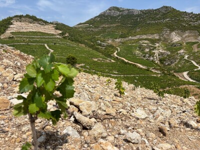 Od rijetkih berbi do premium vina