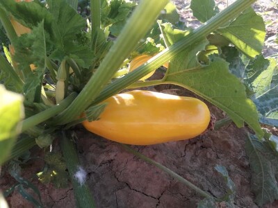 Od tikve do travarice kraljice - lufa za higijenu, sikavica za jetru Od tikve do travarice kraljice - lufa za higijenu, sikavica za jetru