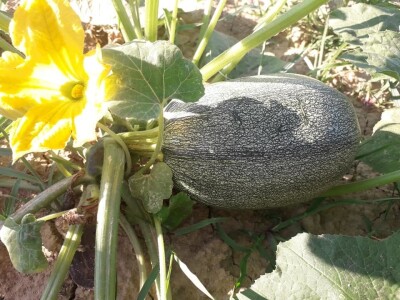 Od tikve do travarice kraljice - lufa za higijenu, sikavica za jetru Od tikve do travarice kraljice - lufa za higijenu, sikavica za jetru