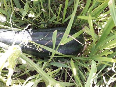 Od tikve do travarice kraljice - lufa za higijenu, sikavica za jetru Od tikve do travarice kraljice - lufa za higijenu, sikavica za jetru